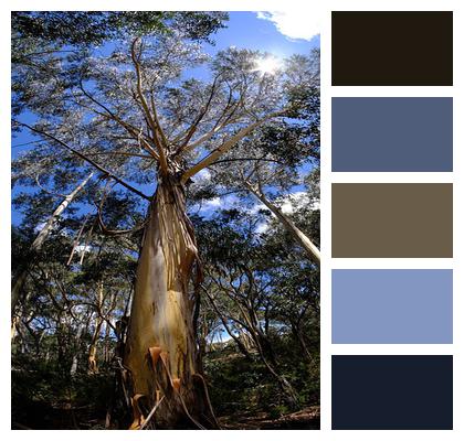 Tree Eucalyptus Tree Eucalyptuses Image